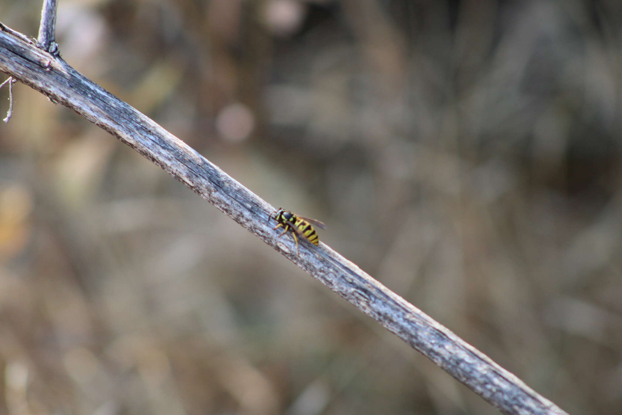 Image of Prairie Yellowjacket