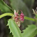 Image of Ayenia cordobensis (Hieron.) Hieron.