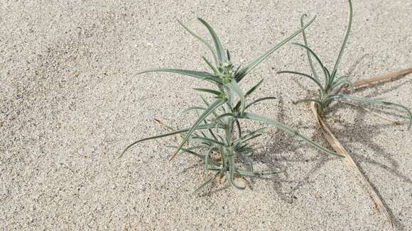 Image of ribbed cryptantha