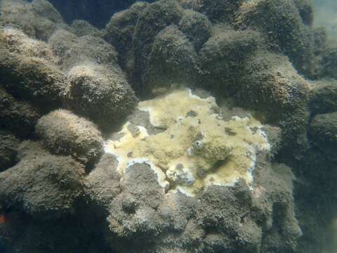 Montipora patula Verrill 1869的圖片