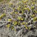 Imagem de Coprosma obconica subsp. distantia de Lange & R. O. Gardner