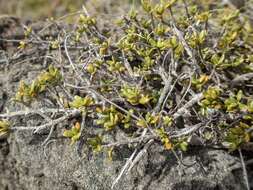 Image of Coprosma obconica subsp. distantia de Lange & R. O. Gardner