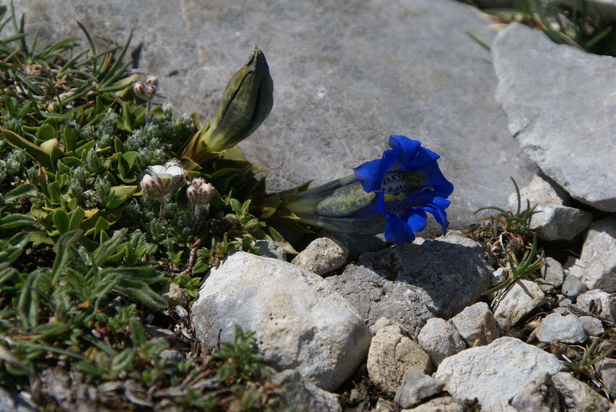 Image of Gentiana alpina Vill.