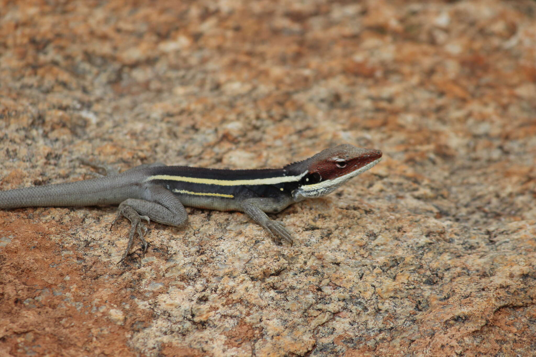 صورة Gowidon longirostris Boulenger 1883