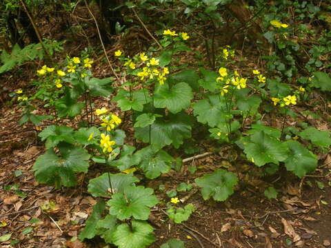 Image of Azores buttercup