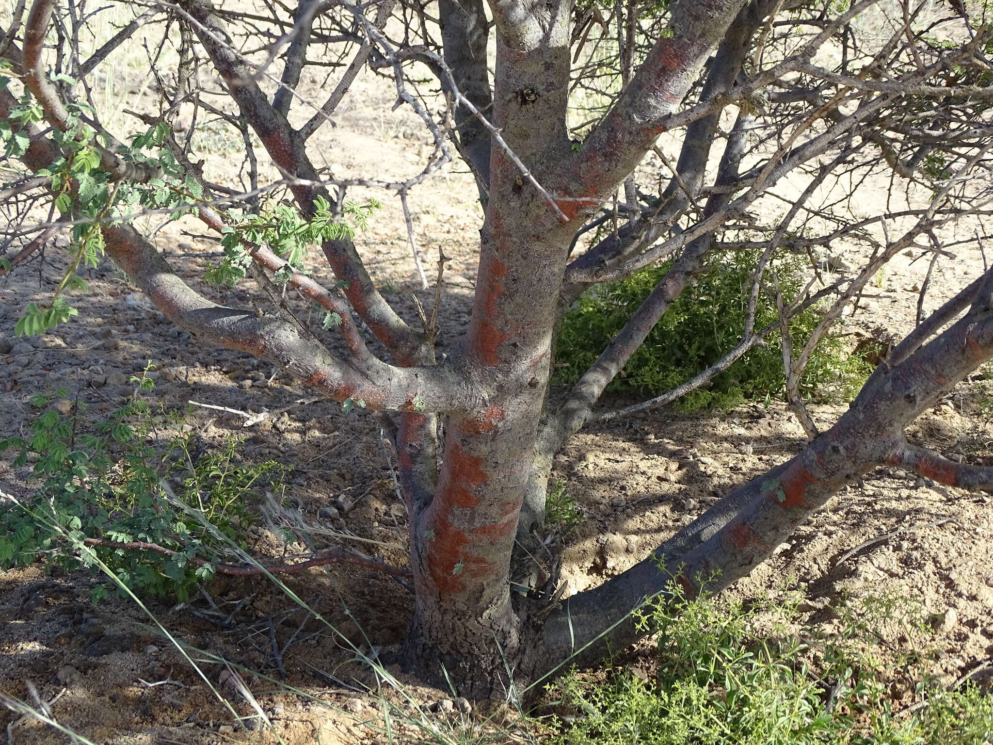 Image of Vachellia reficiens (Wawra) Kyal. & Boatwr.