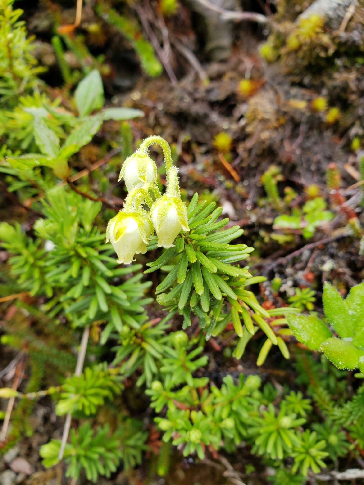 Image of Yellow Mountain-Heath