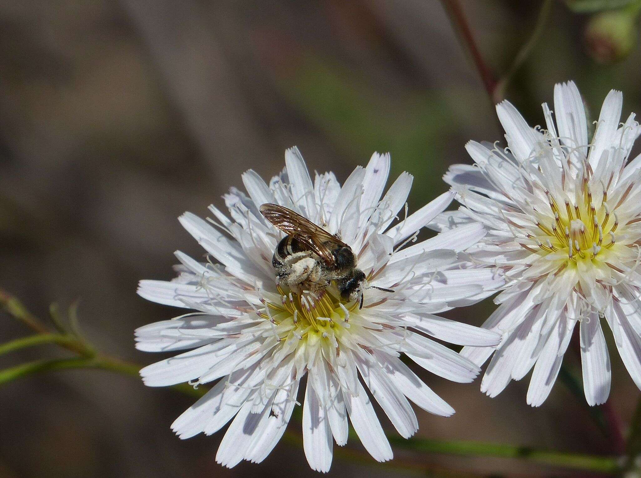 Image of Halictus farinosus Smith 1853