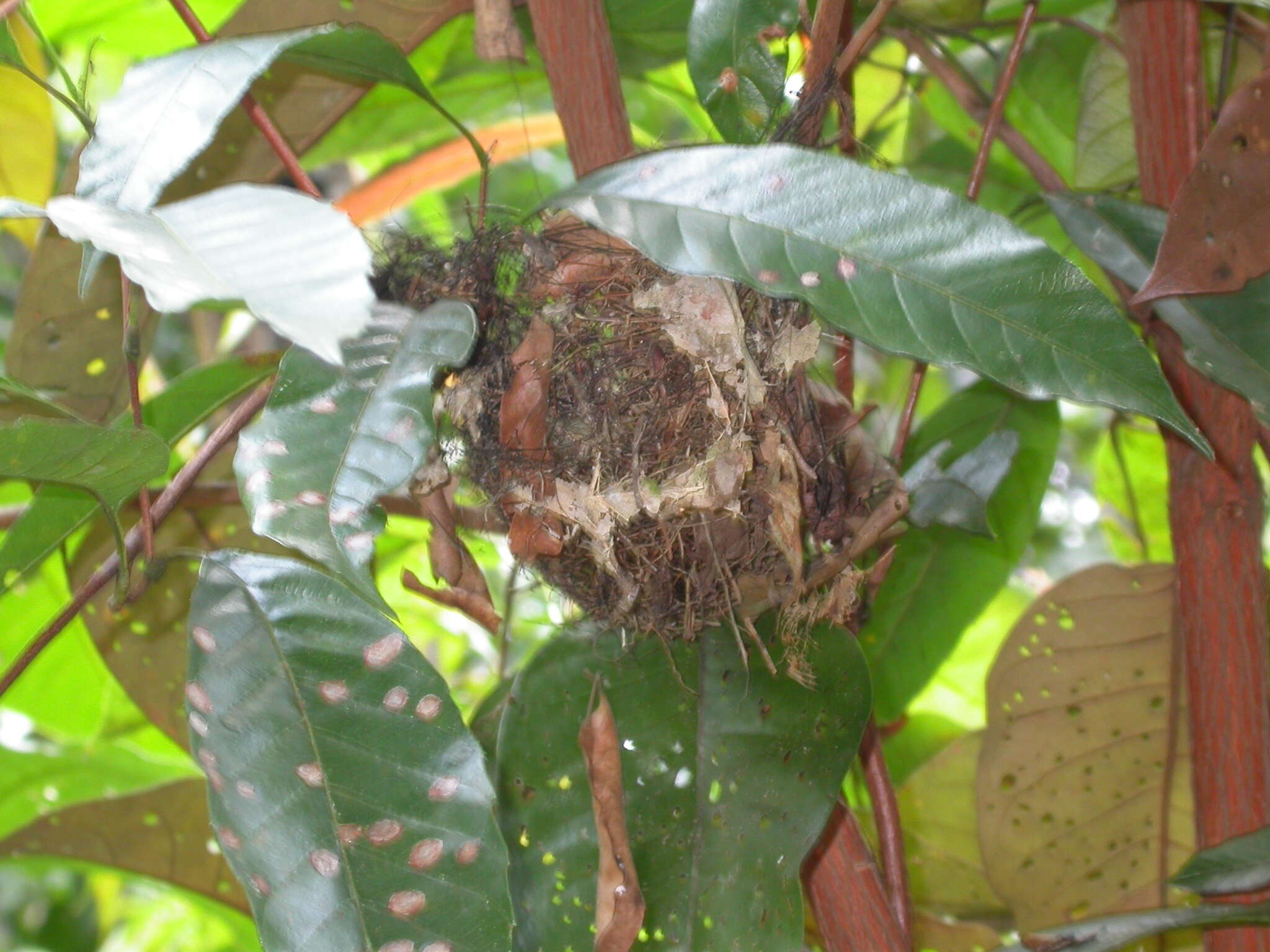 Image of Glossy Antshrike