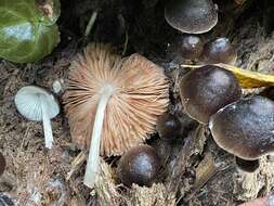 Imagem de Pluteus cubensis (Murrill) Dennis 1953