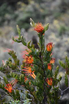 Слика од <i>Tristerix longibracteatus</i>