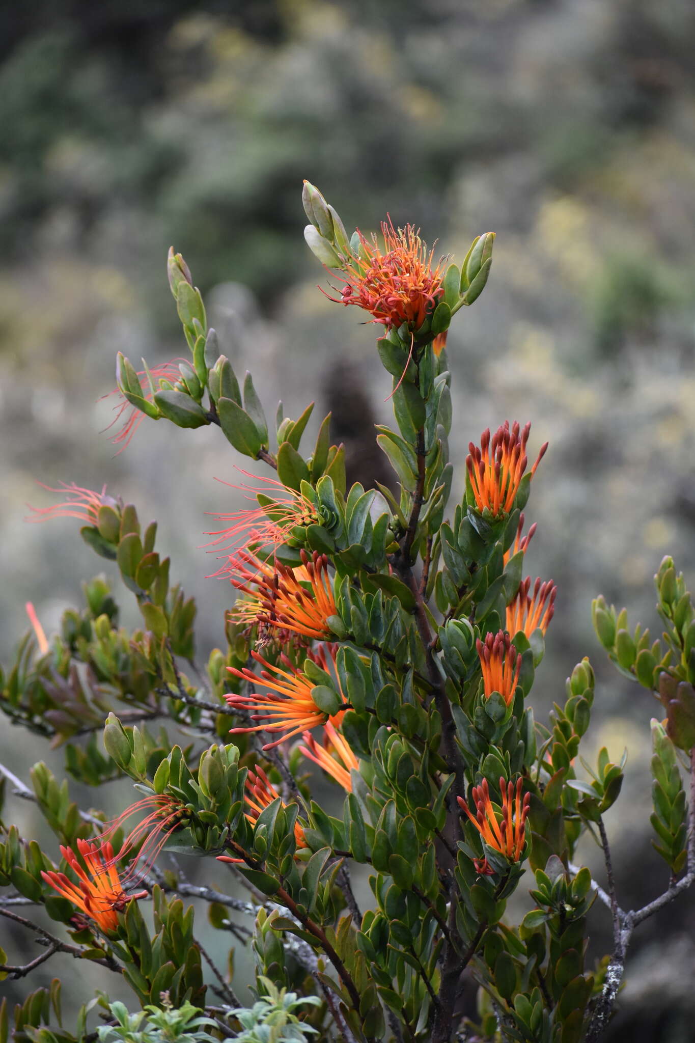 Слика од <i>Tristerix longibracteatus</i>