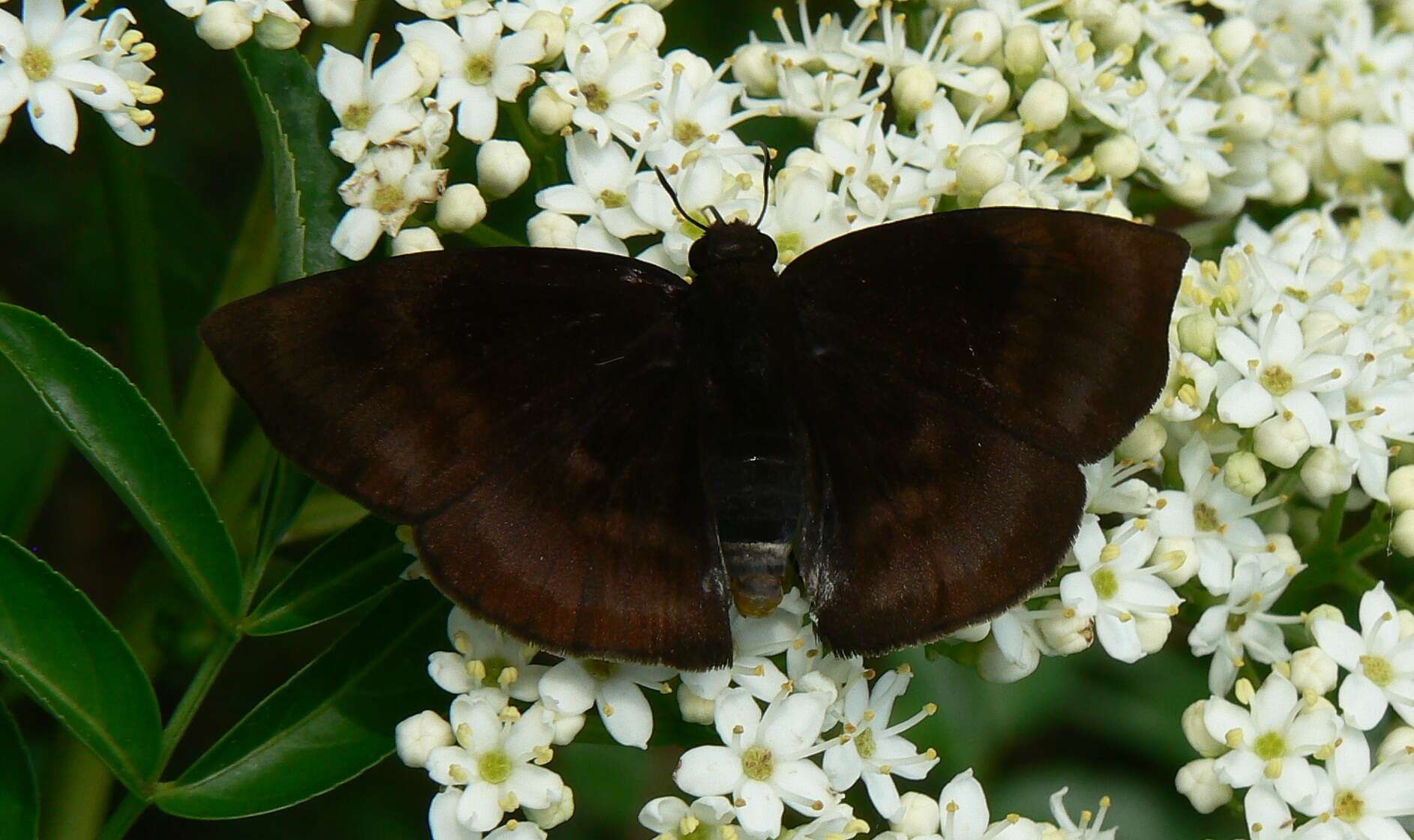 Image of Aethilla echina coracina Butler 1870