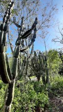 Imagem de Cereus bicolor Rizzini & A. Mattos