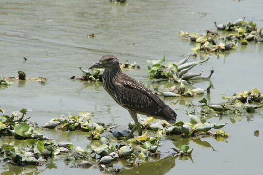 Image of Night Herons