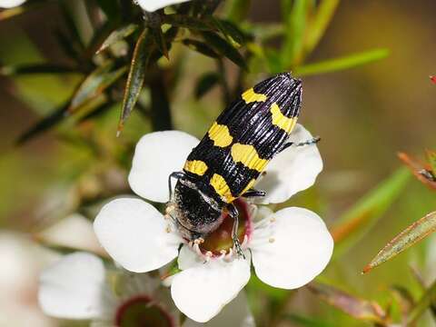 Castiarina rectifasciata (Saunders 1868) resmi