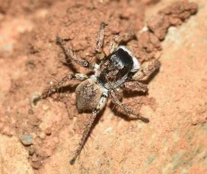 Image of Aelurillus leipoldae (Metzner 1999)