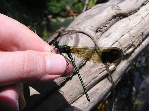 Image of River Jewelwing