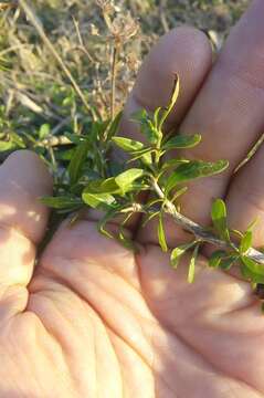 Image of Lycium vimineum Miers