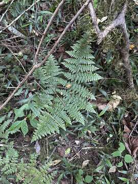 Image of Cheilanthes bergiana Schltdl.