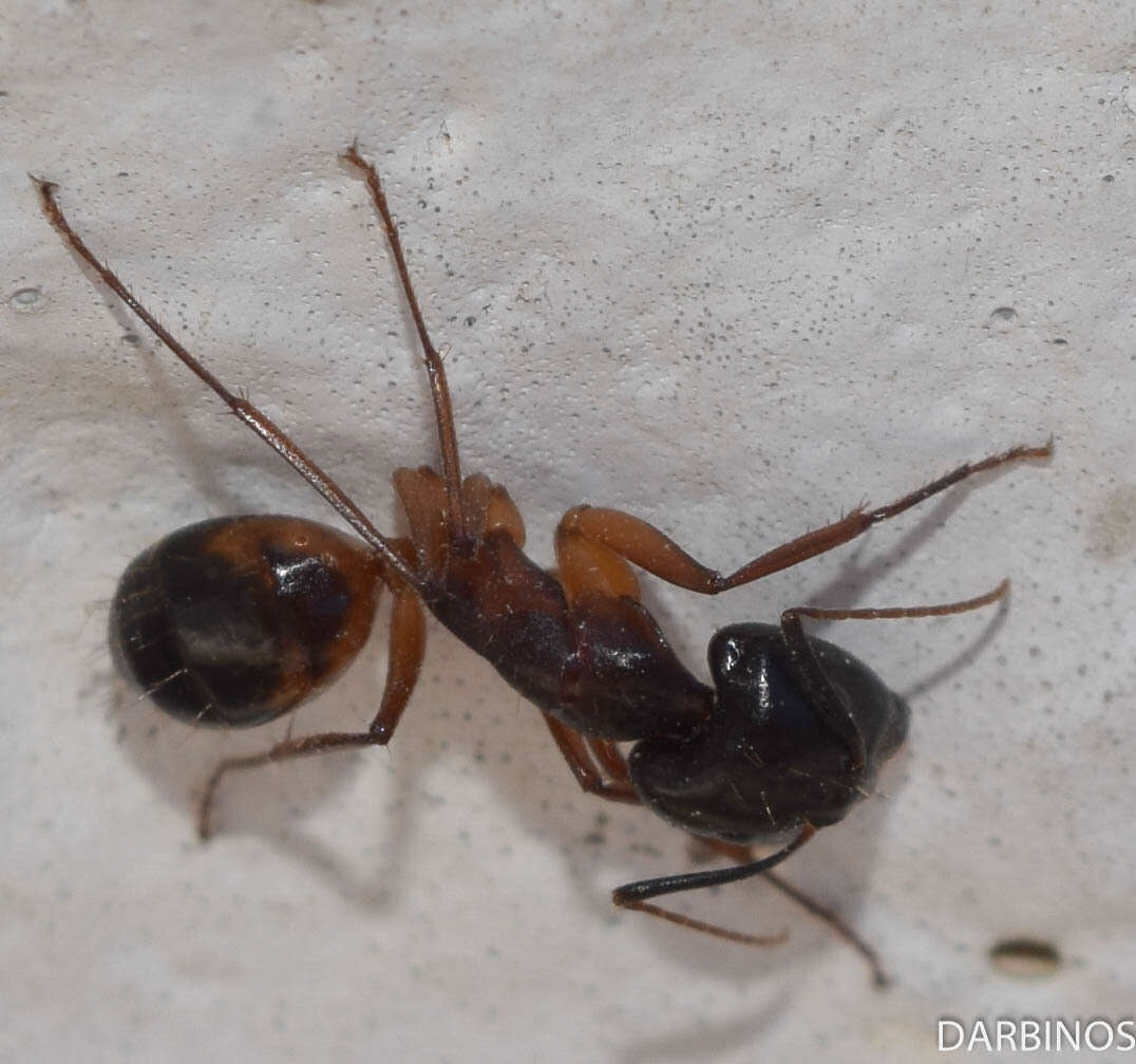 صورة Camponotus sanctus Forel 1904