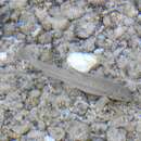 Image of Sattar snowtrout