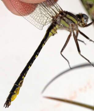 Image of Phanogomphus oklahomensis (Pritchard 1935)