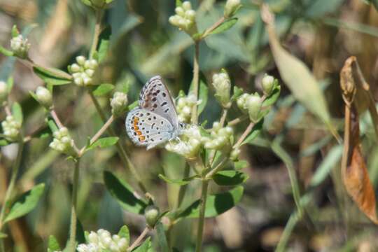 <i>Euphilotes centralis</i> resmi