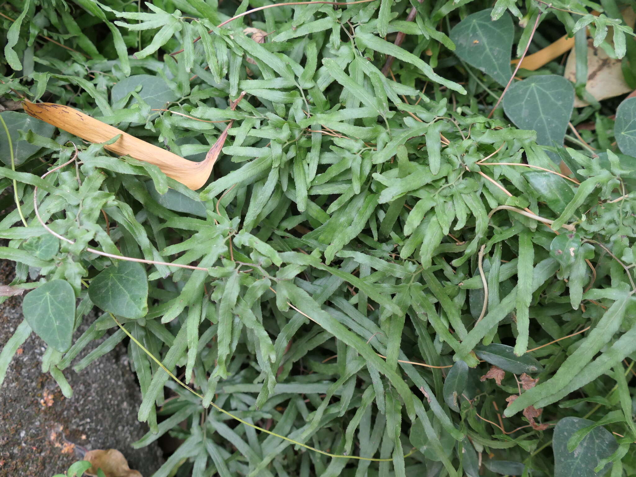 Image of maidenhair creeper