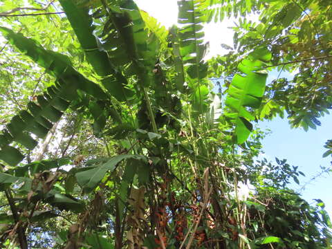 Image of Heliconia pogonantha Cufod.