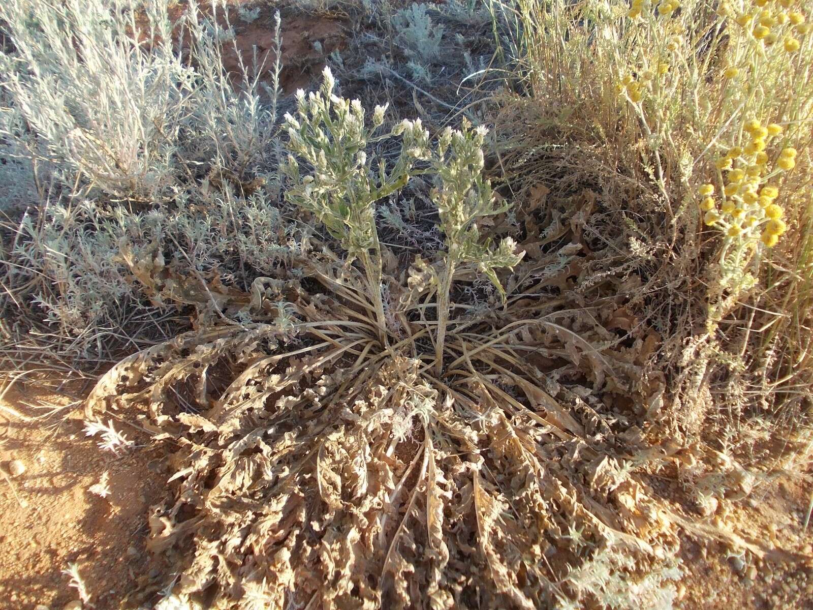 Plancia ëd Klasea erucifolia (L.) Greuter & Wagenitz