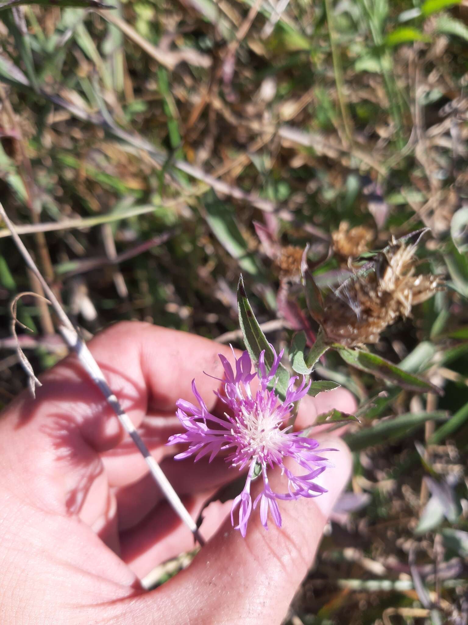 Centaurea jacea subsp. substituta (Czer.) A. D. Mikheev的圖片