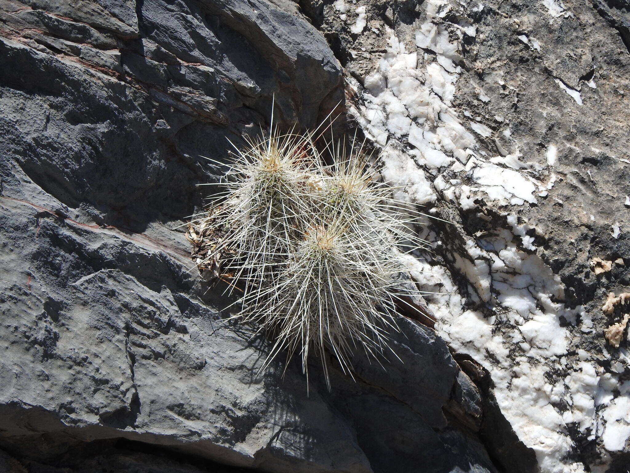 Image of Echinocereus occidentalis subsp. breckwoldtiorum