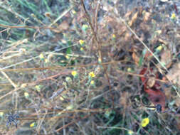 Image of hayfield tarweed