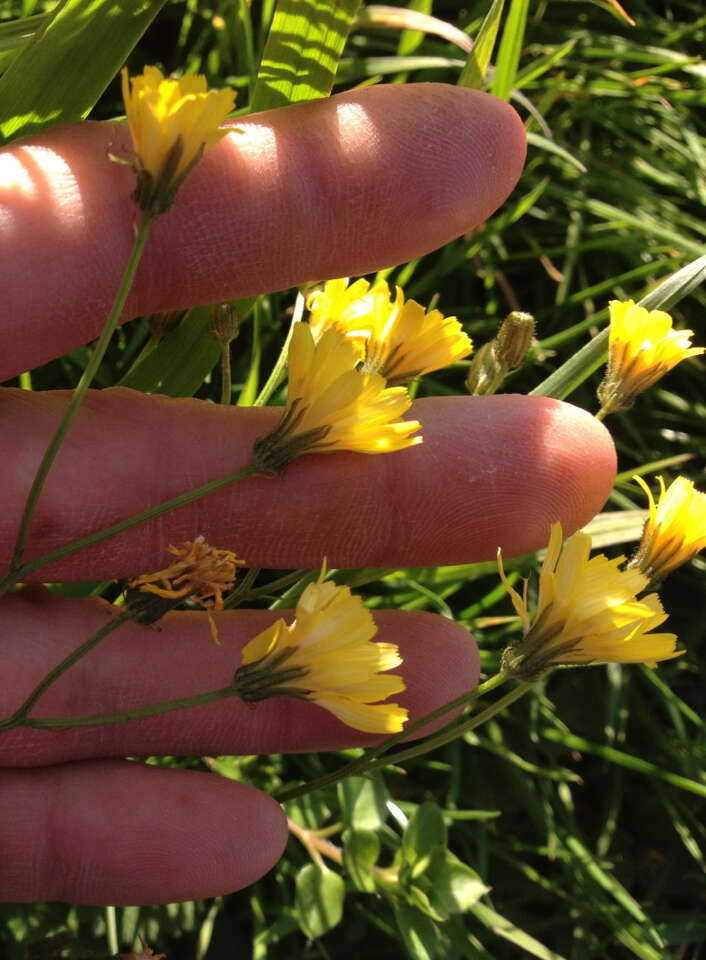 Image of smooth hawksbeard