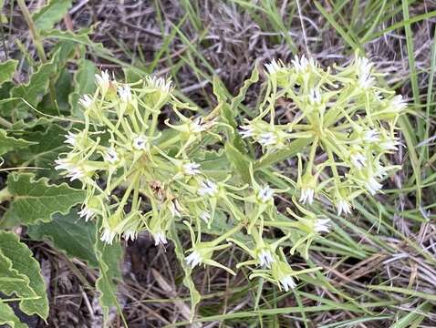 Image of Oxypetalum crispum Wight ex Hook.