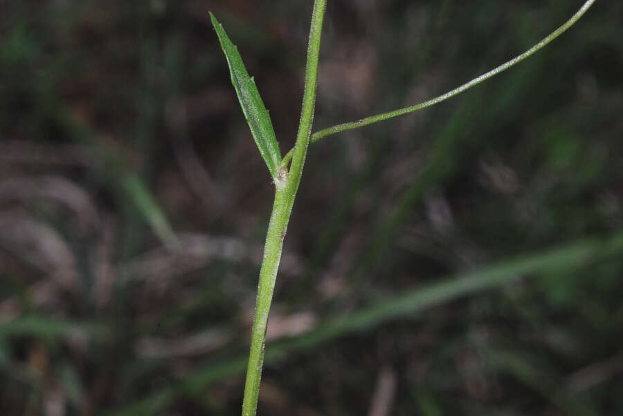 Image of Diastatea tenera (A. Gray) McVaugh