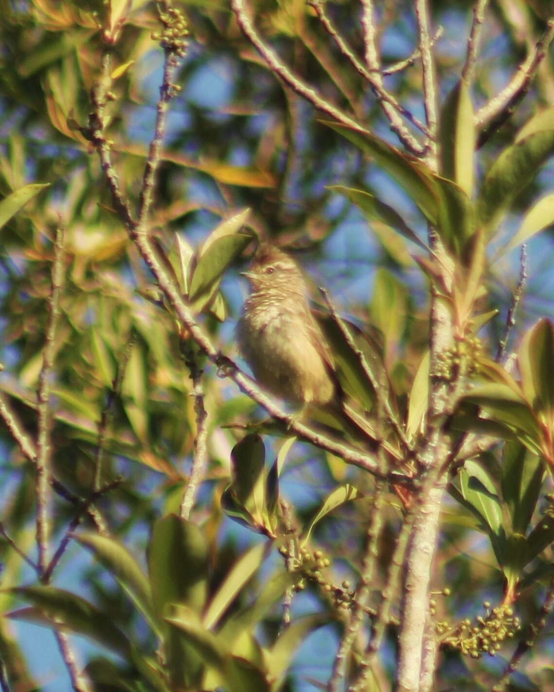 Image of Striolated Tit-Spinetail