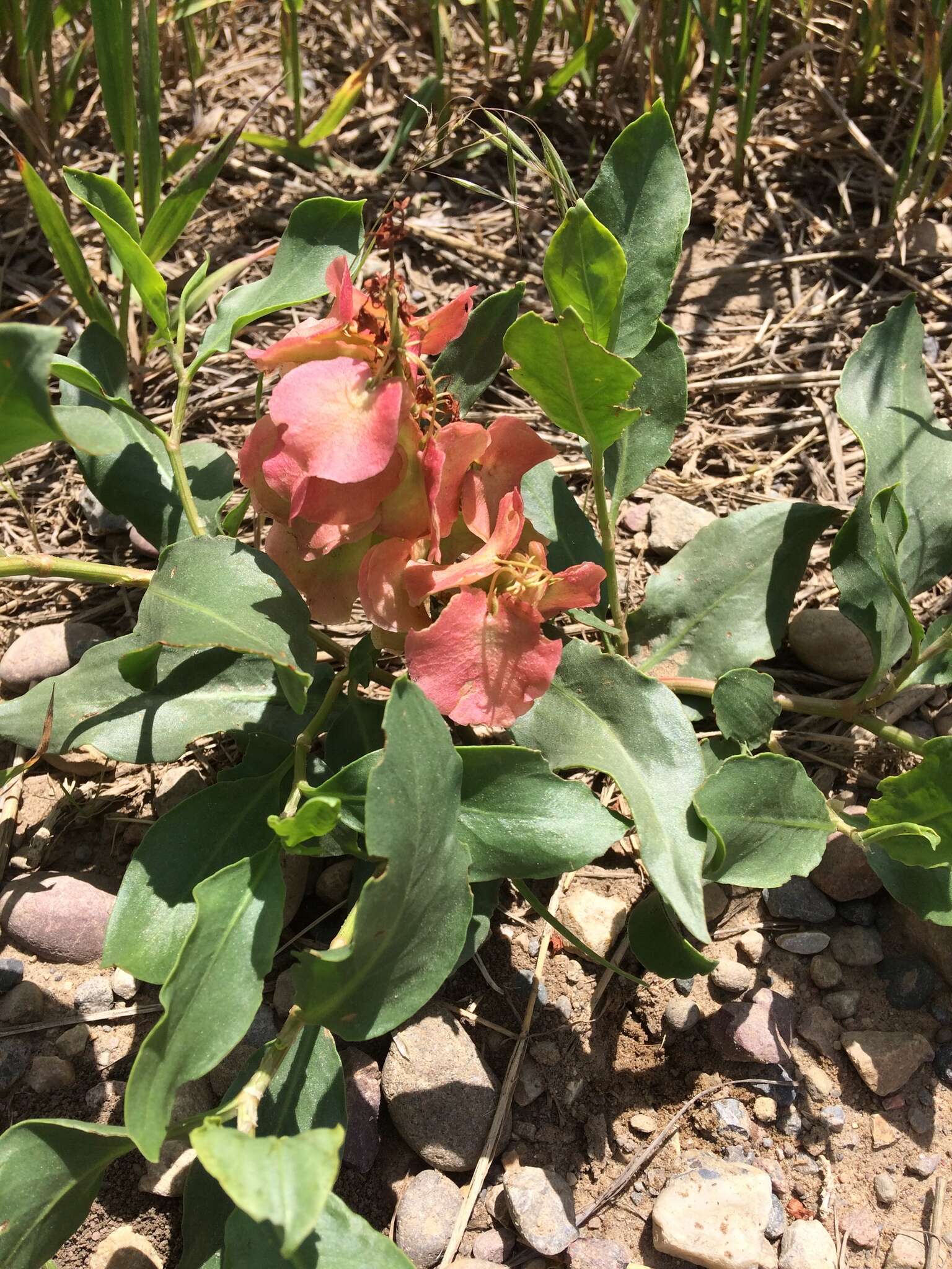 Rumex venosus Pursh的圖片