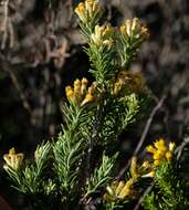 Imagem de Helichrysum hamulosum DC.