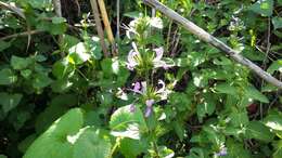 Image of Purple ribbon bush