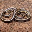 Image of Striped Dwarf Garter Snake