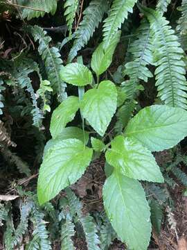 صورة Lobelia physaloides A. Cunn.