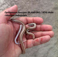 صورة Ophiomorus brevipes (Blanford 1874)