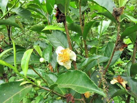 Image of Tea plant