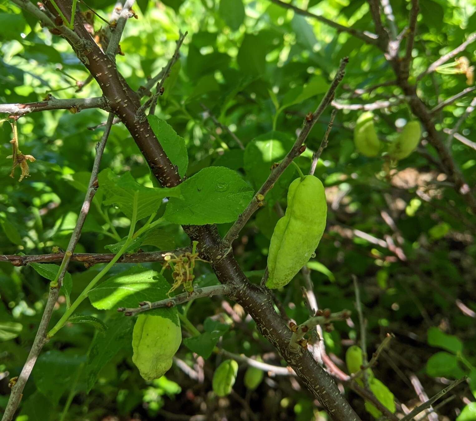 Plancia ëd Taphrina communis (Sadeb.) Giesenh. 1895