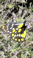 Image of hill jezebel