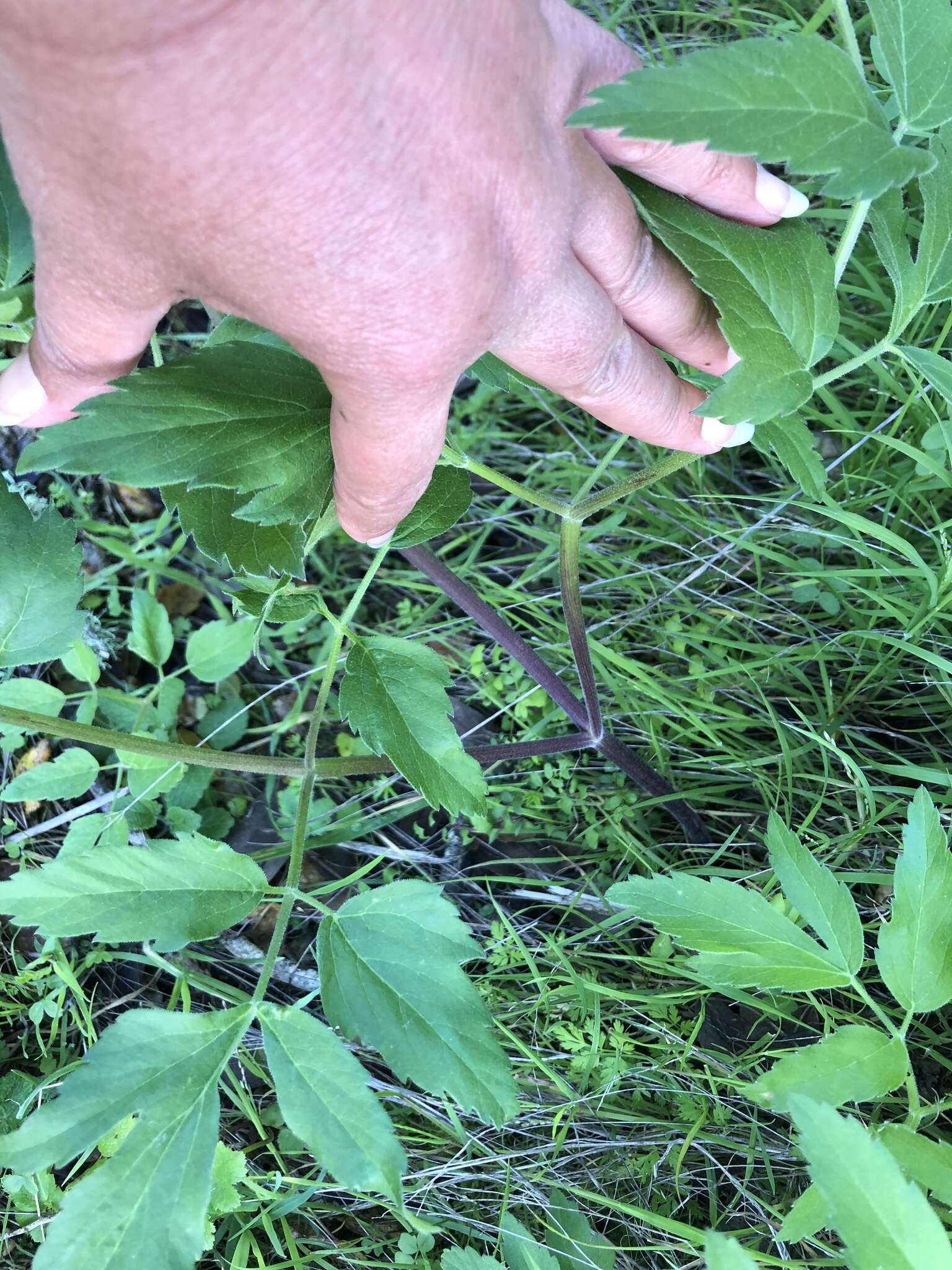 Angelica californica Jeps. resmi