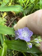 Phacelia gilioides Brand的圖片