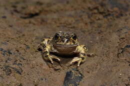 Image of Challhuaco frog